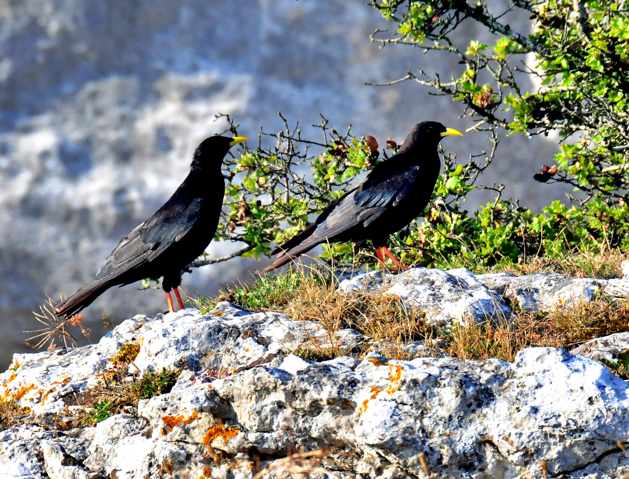 Chova piquigualda, anida también en el Himalaya