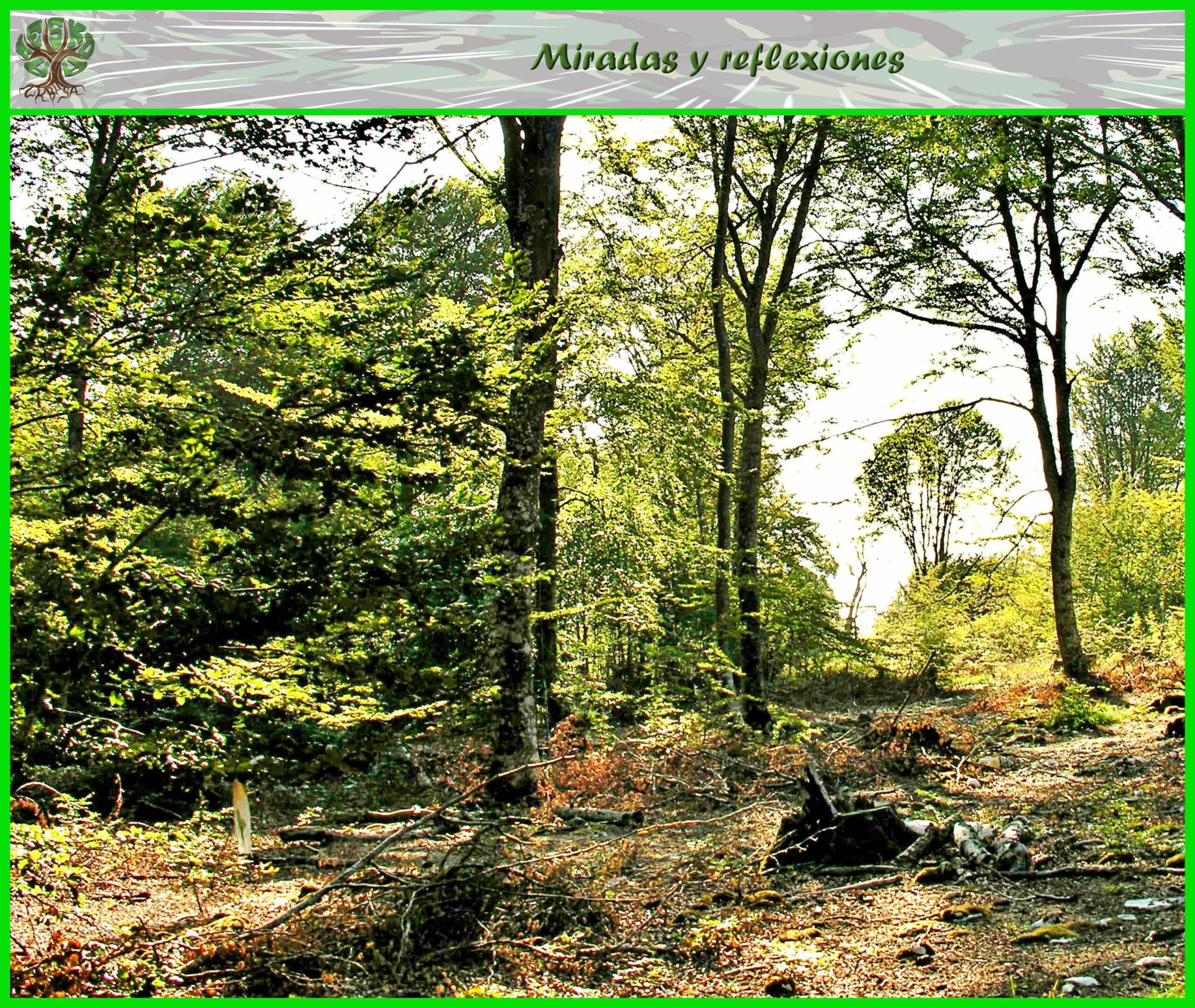 Miradas y reflexiones 007 No dejar pasar el tiempo sin hablar con los que son nuestros amigos…