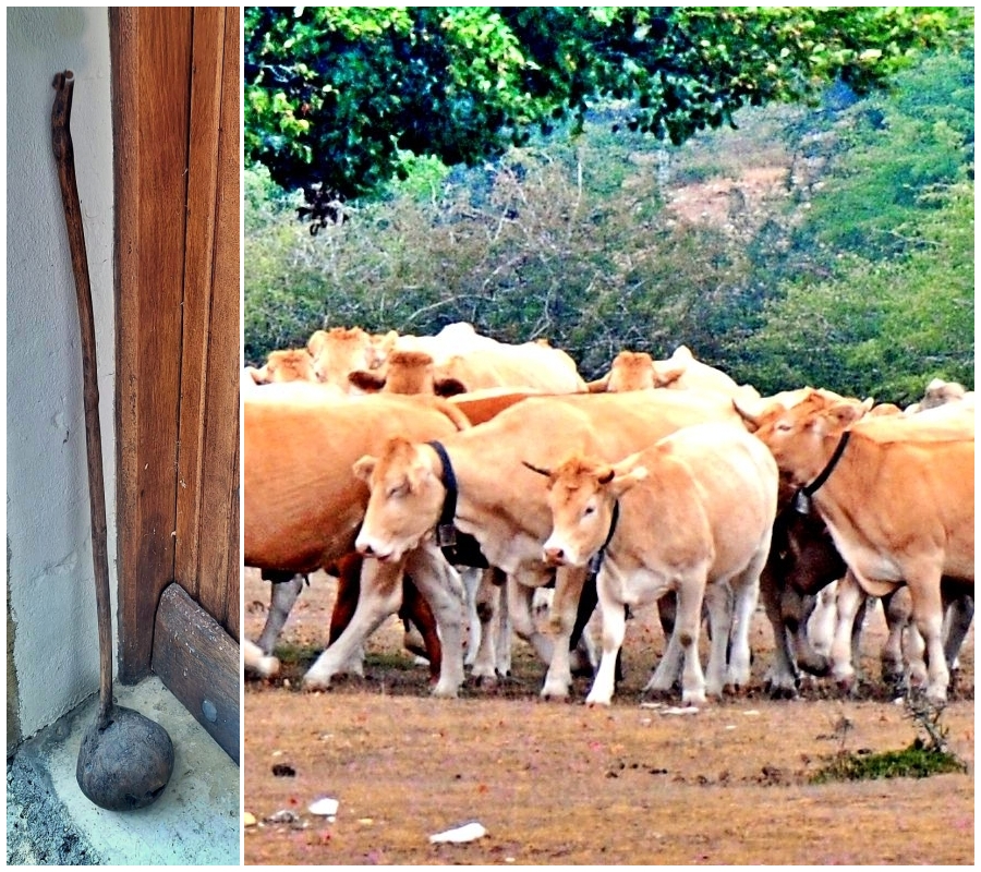 La «churra» amescoana, herramienta y símbolo